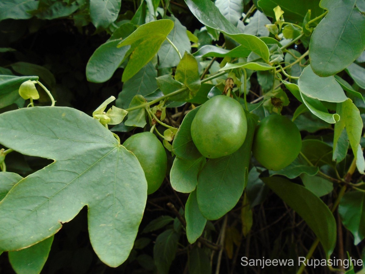 Passiflora subpeltata Ortega